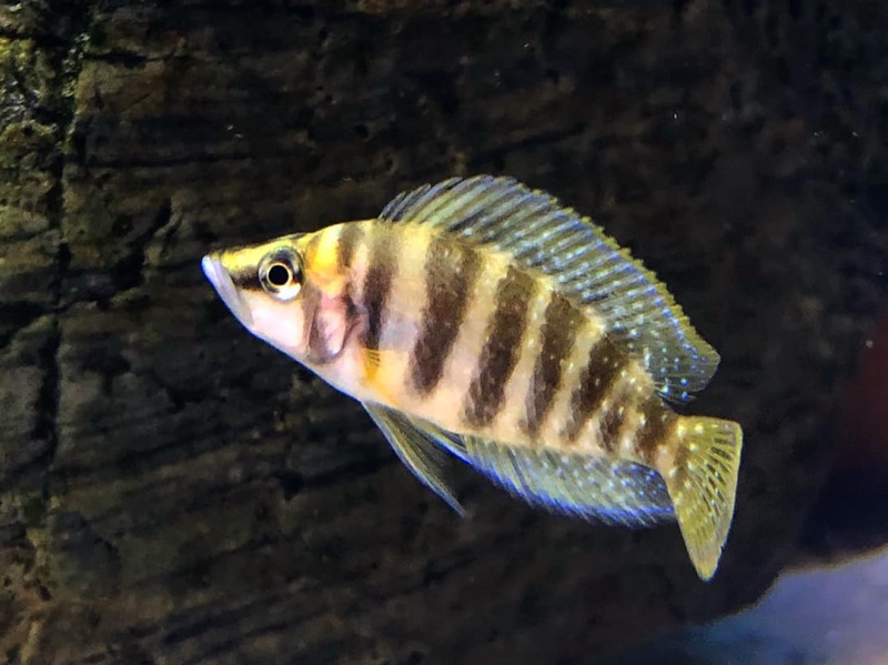 Altolamprologus calvus 'Chisanse' (Yellow)